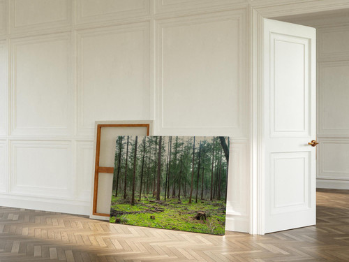 Evergreen Pine Forest v2.jpg
