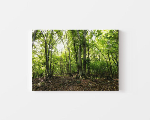 Foliage and Shadows in Wooded Area v1.jpg