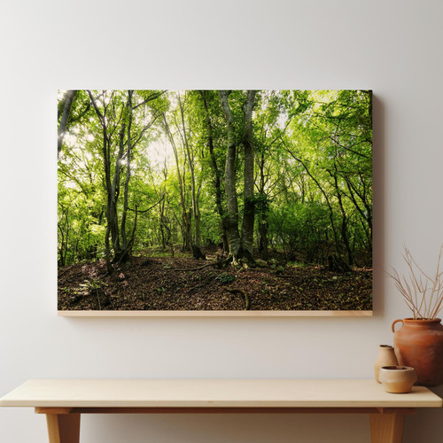 Foliage and Shadows in Wooded Area v3.jpg
