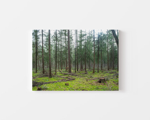 Evergreen Pine Forest v1.jpg