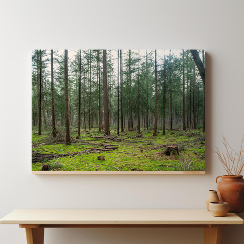 Evergreen Pine Forest v3.jpg