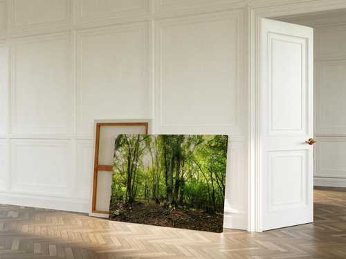 Foliage and Shadows in Wooded Area v2.jpg