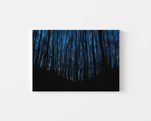 Nighttime Tree Silhouettes v1.jpg