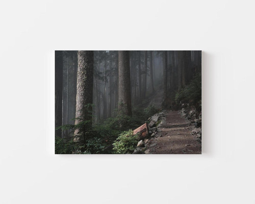 Morning Hike Through Misty Forest v1.jpg