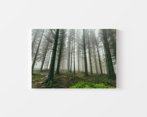 Overcast Misty Forest v1.jpg