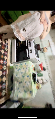 IMG 1195.png