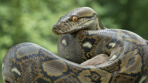 serpente gigante.jpg