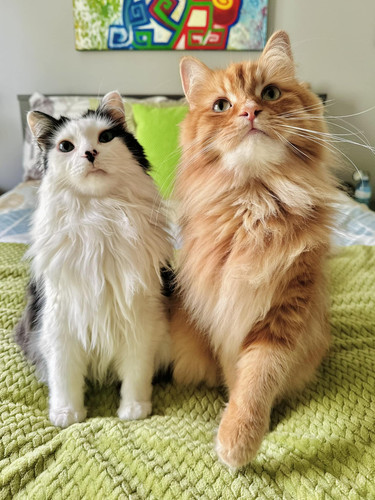 449510982 1083638896459535 7008852227998059501 n.jpg