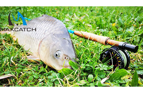 Major features of carp fishing with a fly rod.jpg