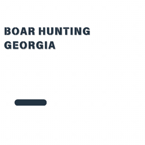 Boar Hunting Georgia.gif