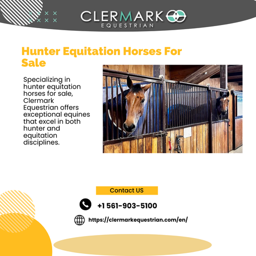 Hunter Equitation Horses For Sale.png