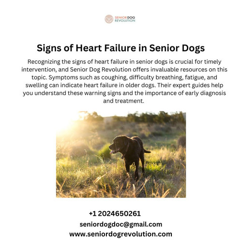 Signs of Heart Failure in Senior Dogs.jpg