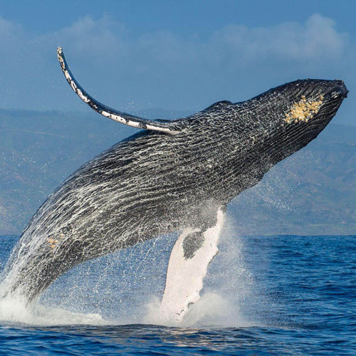 whale watching 600x600.jpg