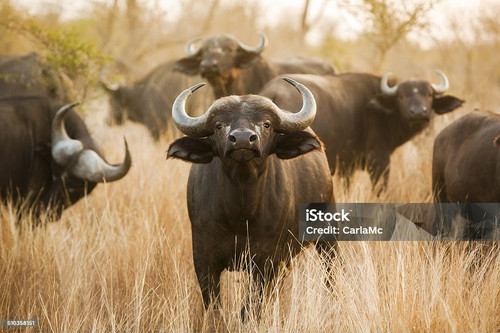 istockphoto 510358151 1024x1024.jpg