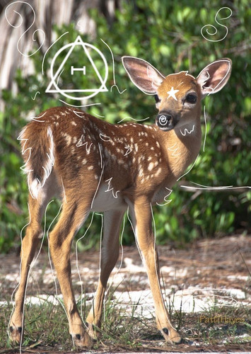 Fawn <3.jpg