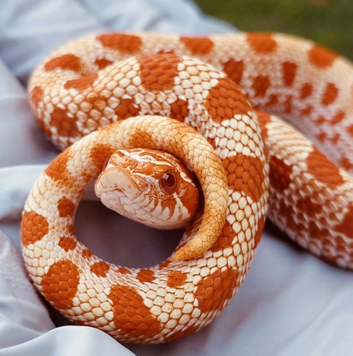 Snakey <3.jpg