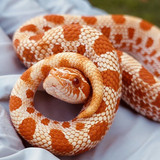 Snakey <3