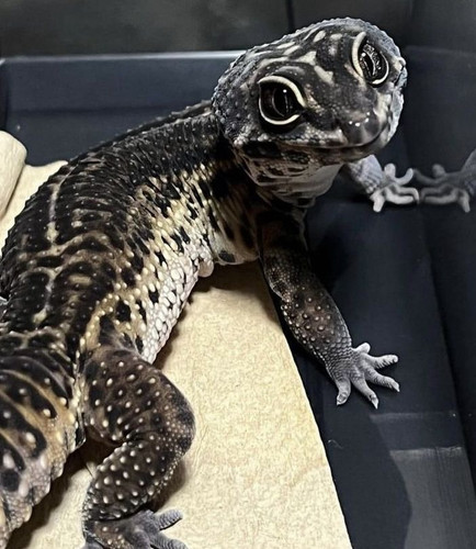 Gecko.jpg