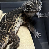 Gecko