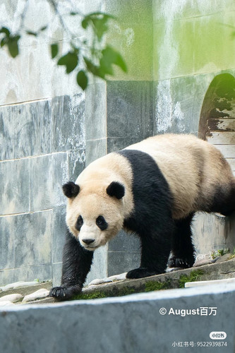 Camera XHS 17190532563641040g008313n3775thi0g5o36jg3092t02rpfk1o.jpg