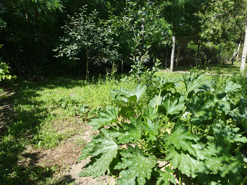 IMG 20240706 105704502 HDR.jpg