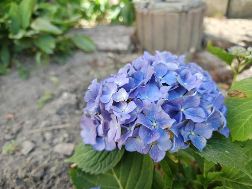 IMG 20240706 110152251 HDR.jpg