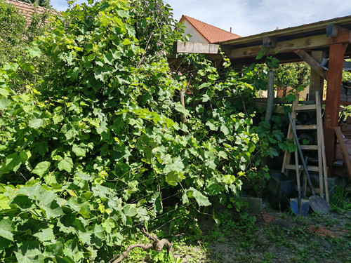 IMG 20240706 105435.jpg