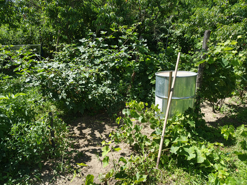 IMG 20240706 105623710 HDR.jpg