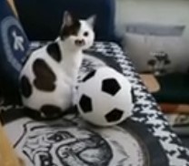 Funny Cats and Dogs Moments of 2024!.jpg