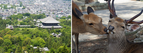 nara5.jpg