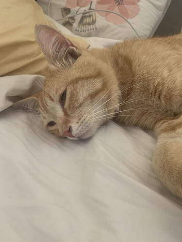 BC33558D B352 493A A3B1 256BEAAB7CE7.jpg