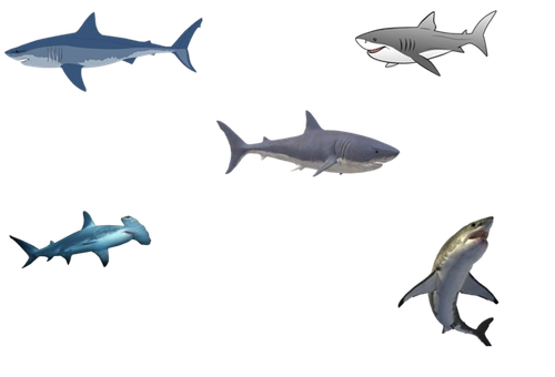 feesh removebg preview (1).png