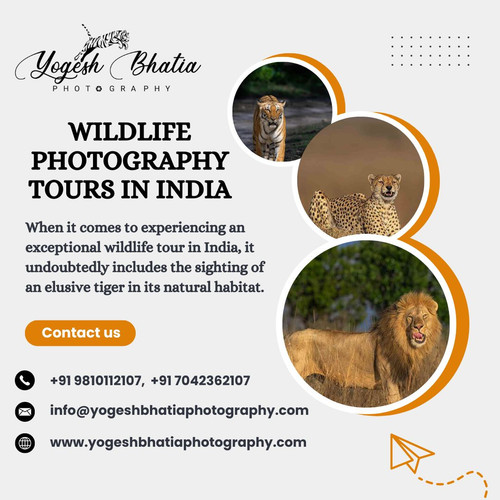 Wildlife Photography Tours in India.jpg