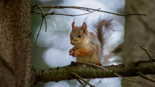 Squirrel.jpg