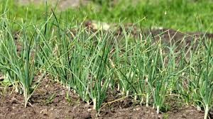 87307809 9c35 4751 aef2 7696e972d6cc.jpg