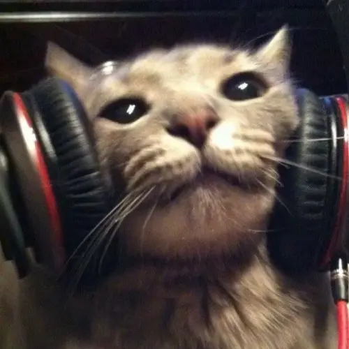 kitty.webp