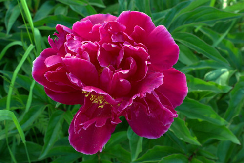 IMG 2110.jpg