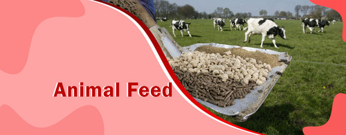 Trusted Animal Feed & Cattle Feed Manufacturer and Supplier in Rajasthan.jpg
