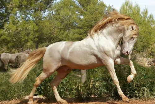 Cremello Horse Image.jpg
