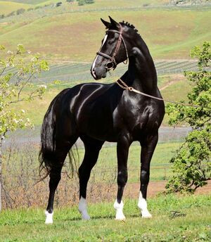 Air Chall cavallo Altais (1).jpg