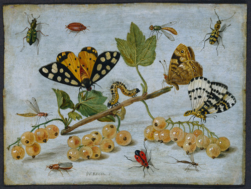 Kessel, Jan van I Насекомые и фрукты, 1679, 11 cm х 15,5 cm, Медь, масло