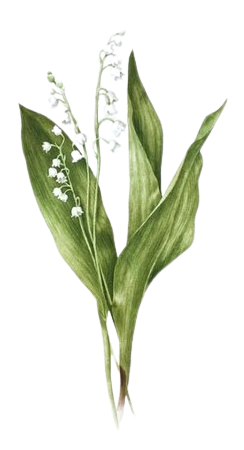 image 2024 07 07 125120435 removebg preview (1).png