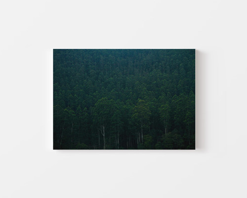 Evergreen Hillside v1.jpg