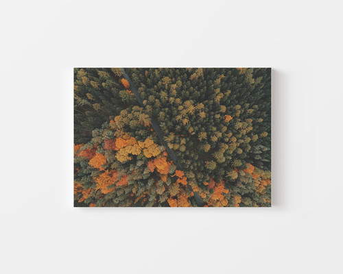 Autumn Forest Colors v1.jpg