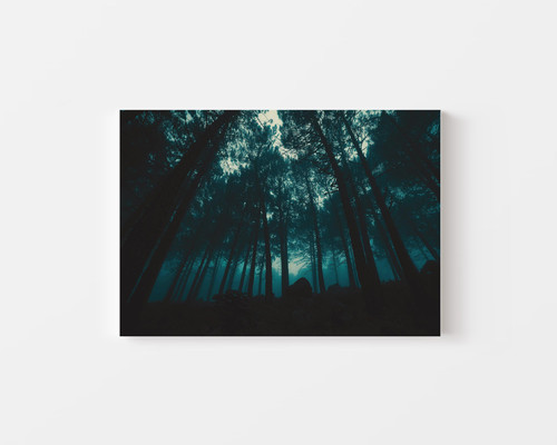 Foggy Evening Forest v1.jpg