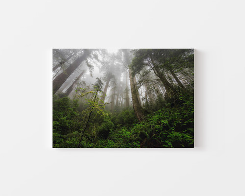 Serene Misty Woods v1.jpg