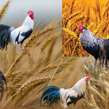 cd8ce8a85f60e7a42f1fa0a4aca55d58