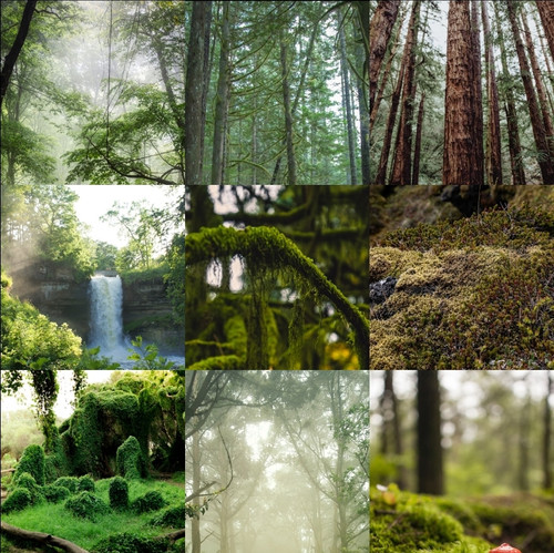 trees n moss.jpg