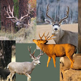 e13c6c1a9d2aed3781dfc7411006b32b