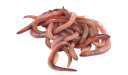 fishbait.png